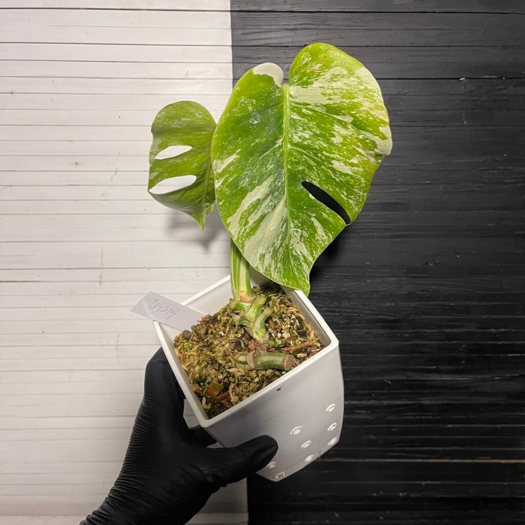 anniversary sale | monstera albo borsigiana 64314