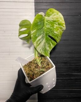 anniversary sale | monstera albo borsigiana 64314