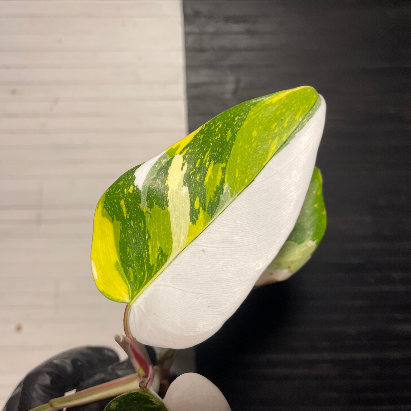 Rare | Variegated White Princess Aurea tricolor - Image 5