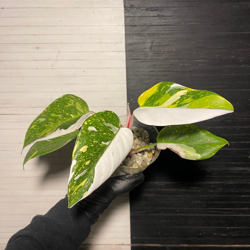 Rare | Variegated White Princess Aurea tricolor