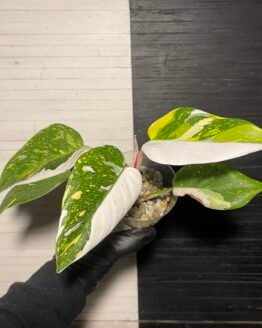 Rare | Variegated White Princess Aurea