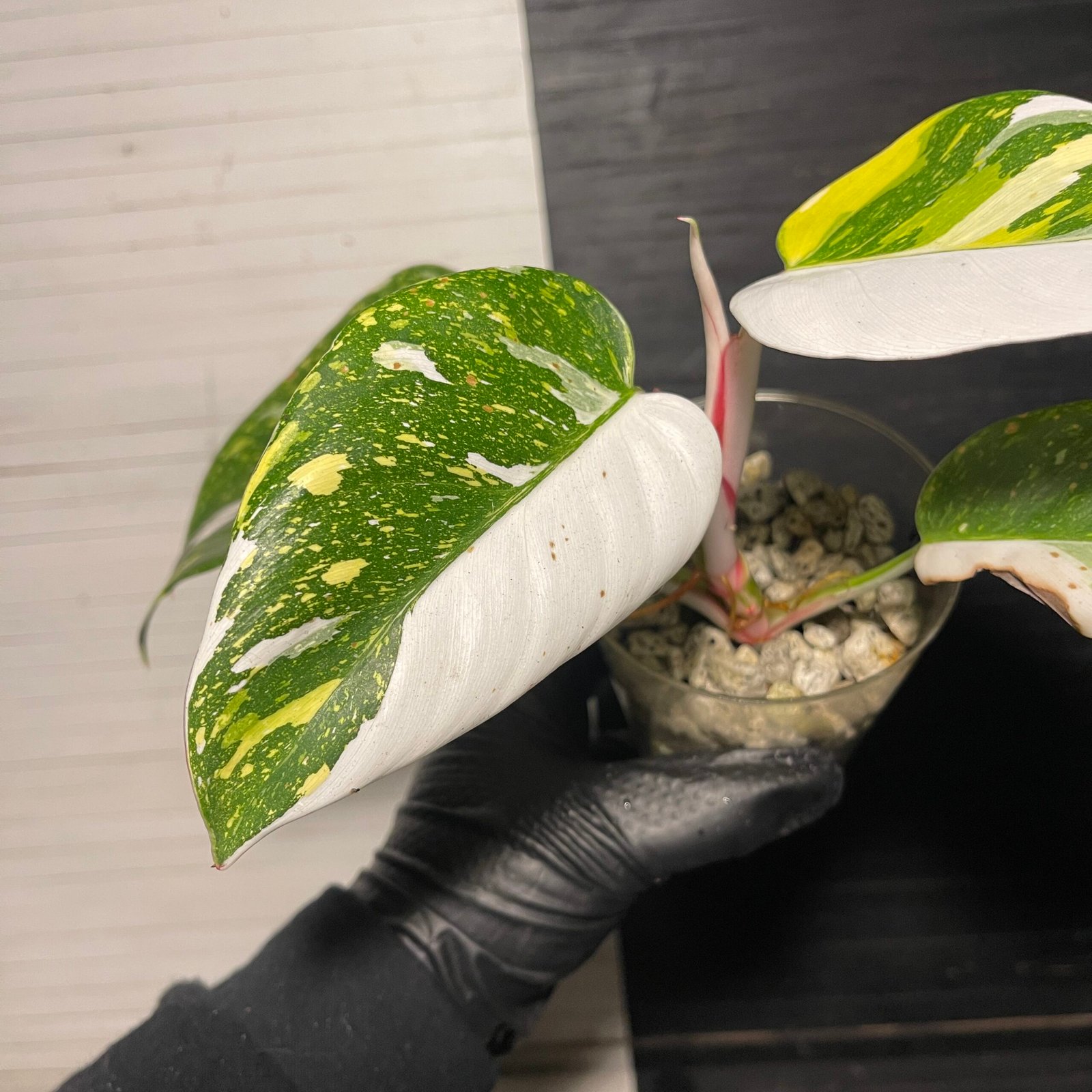 Rare | Variegated White Princess Aurea tricolor - Image 6