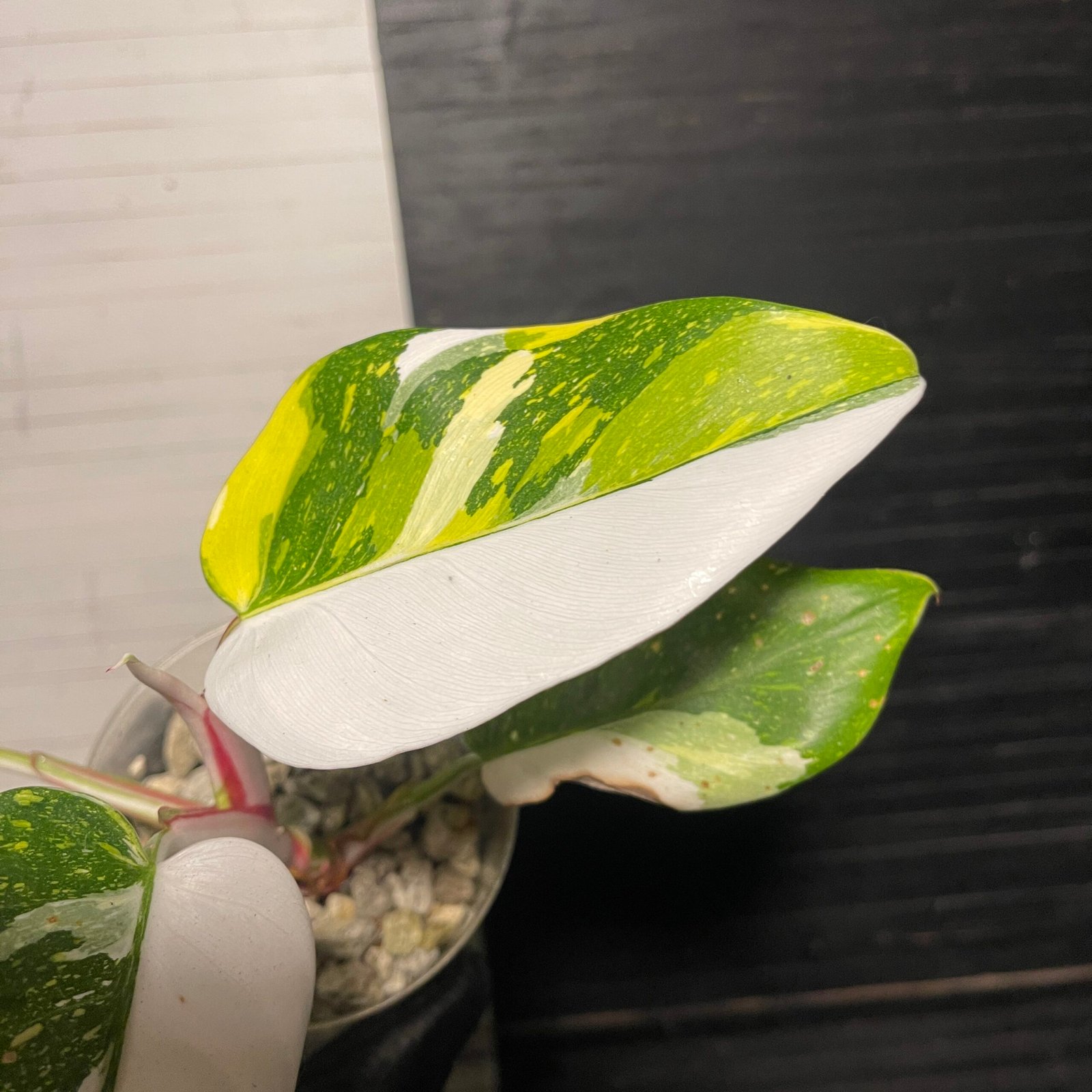 Rare | Variegated White Princess Aurea tricolor - Image 3