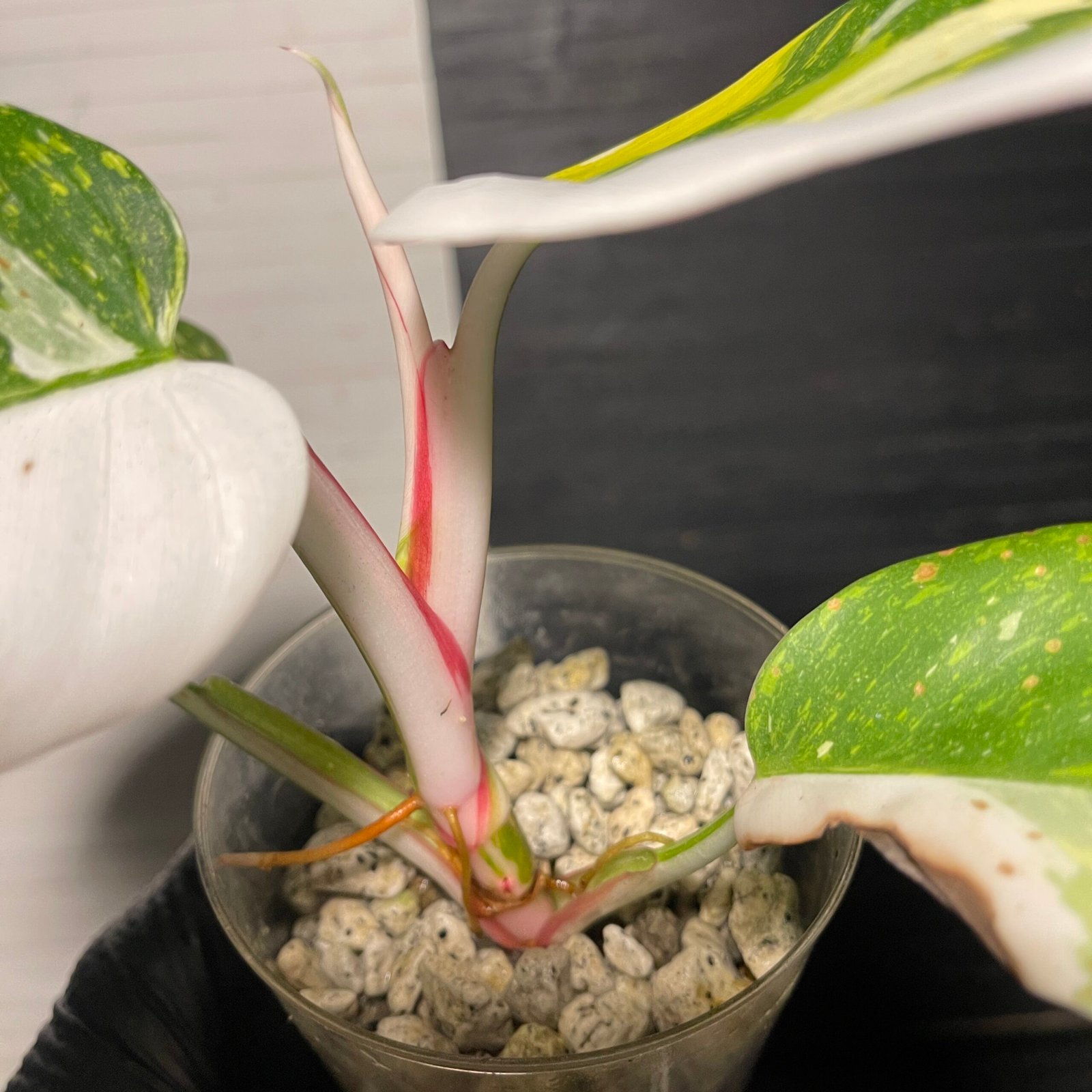 Rare | Variegated White Princess Aurea tricolor - Image 7