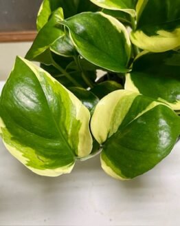 Pothos Epipremnum AW Dream