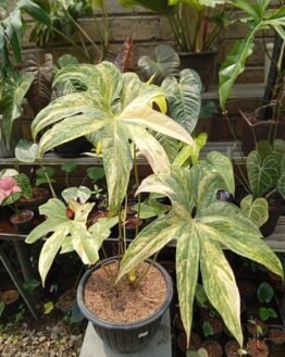Variegated Anthurium Pedatoradiatum