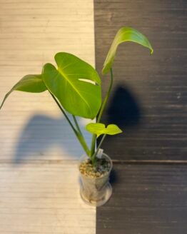 Plant Purge | dwarf monstera compacta 609201