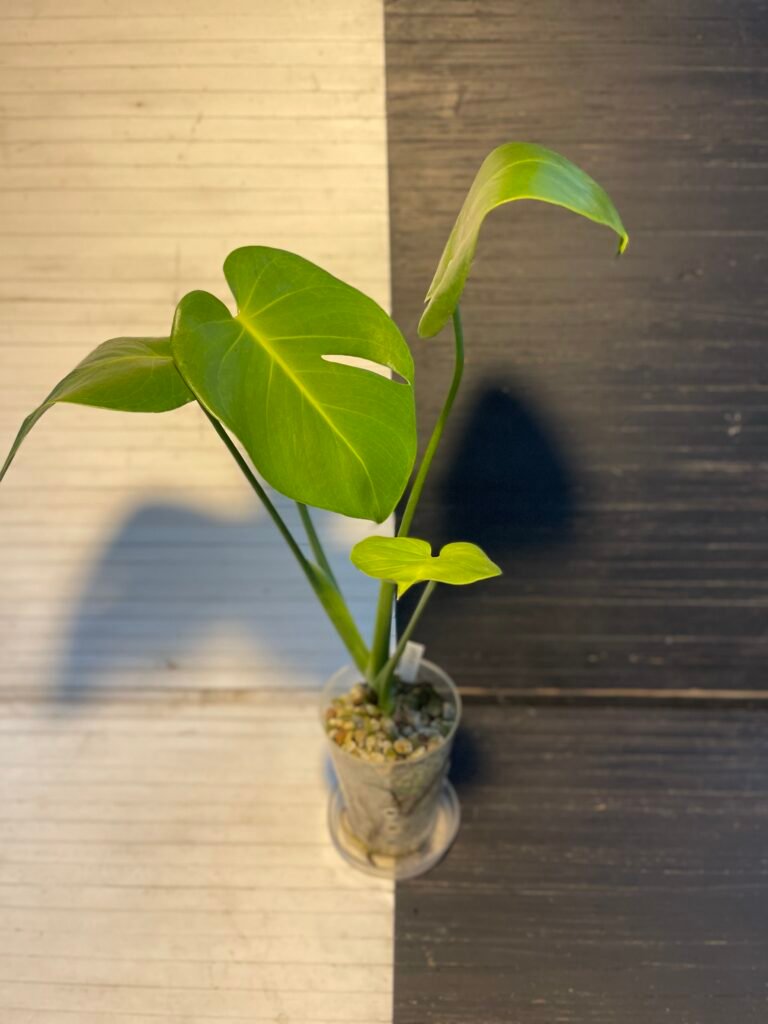 Plant Purge | dwarf monstera compacta 609201