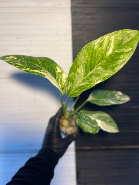 Variegated Monstera Lechleriana - Image 5