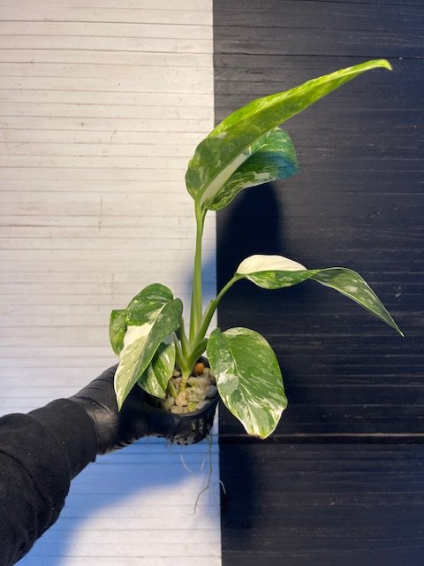 Variegated Monstera Lechleriana - Image 3