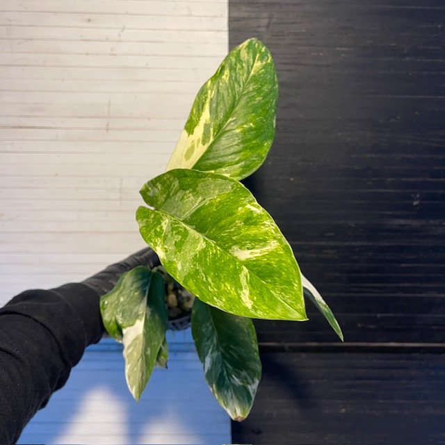 Variegated Monstera Lechleriana - Image 4