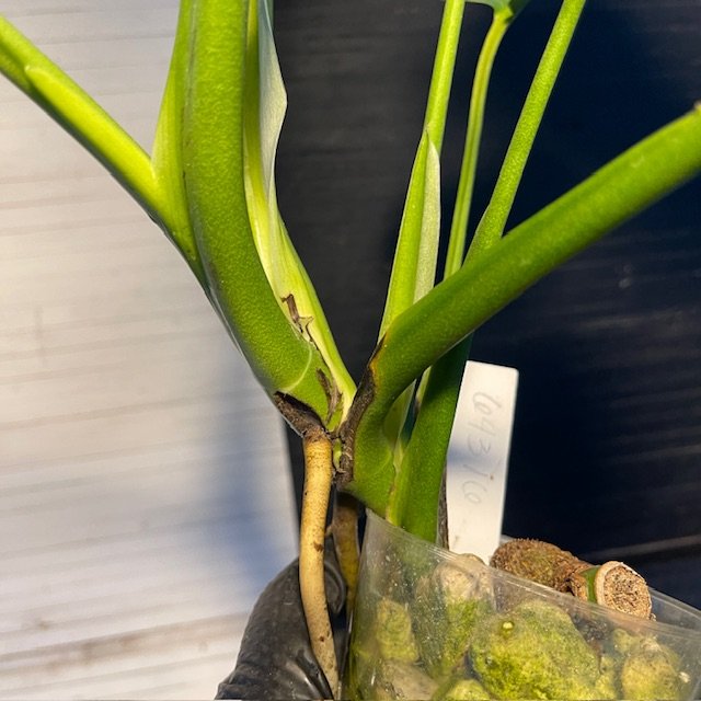Monstera Deliciosa Lace Prismatic - Image 4