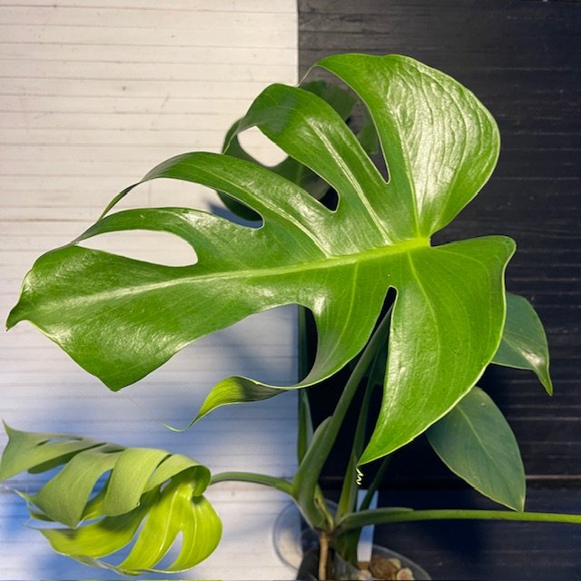Monstera Deliciosa Lace Prismatic - Image 3