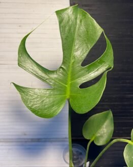 Monstera Deliciosa Lace Prismatic