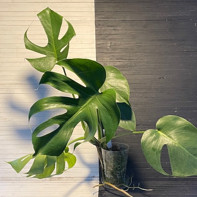 Monstera Deliciosa Lace Prismatic - Image 5