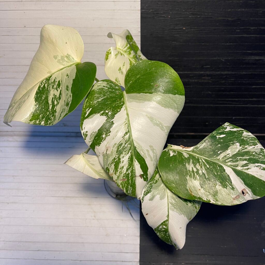 Plant Purge | monstera albo borsigiana
