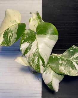 Plant Purge | monstera albo borsigiana