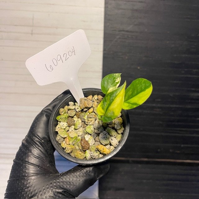 Variegated Monstera Siltepecana - Image 3