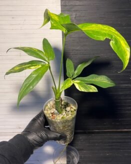 Variegated Anthurium Clavigerium
