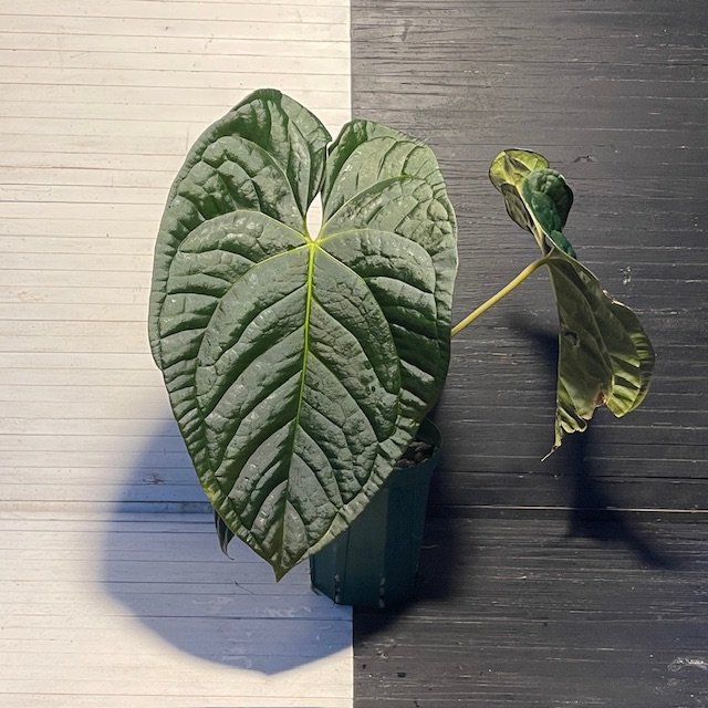 Large Anthurium 'Dark Knight' Ace of Spades X Luxurians - Image 4