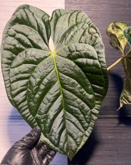 Large Anthurium  'Dark Knight' Ace of Spades X Luxurians