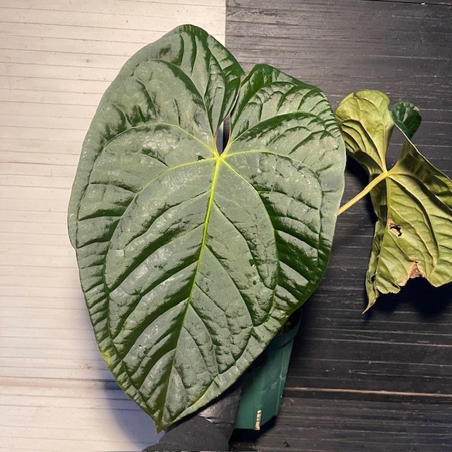 Large Anthurium 'Dark Knight' Ace of Spades X Luxurians - Image 3