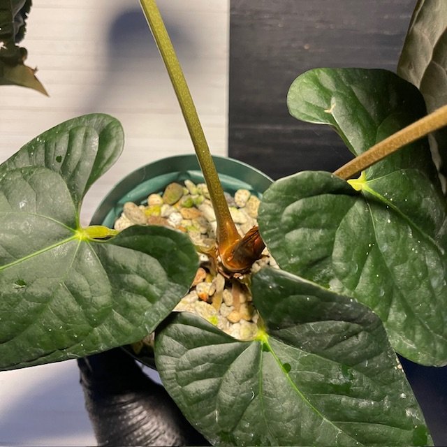 Large Anthurium 'Dark Knight' Ace of Spades X Luxurians - Image 5