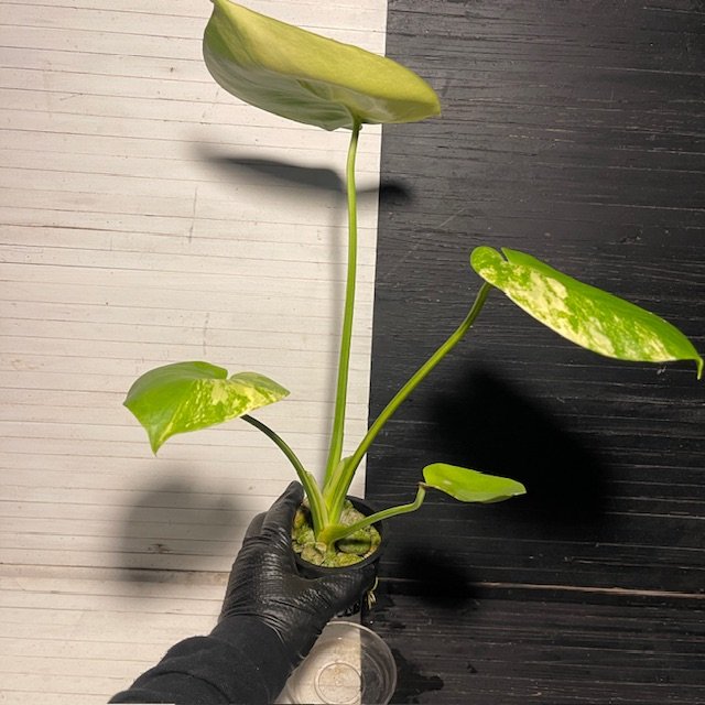 Variegated Monstera Deliciosa Aurea Large Form 'Marilyn' - Image 3