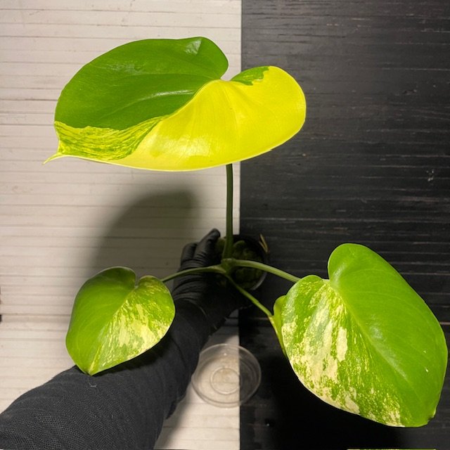 Variegated Monstera Deliciosa Aurea Large Form 'Marilyn' - Image 4